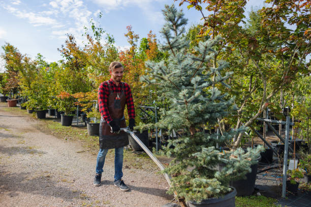 The Steps Involved in Our Tree Care Process in Pleasant Hills, PA